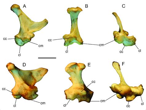 Left quadrates of: Aptenodytes forsteri (A -C) in medial (A), caudal ...