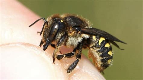 Une nouvelle espèce d'abeille observée à Bruxelles