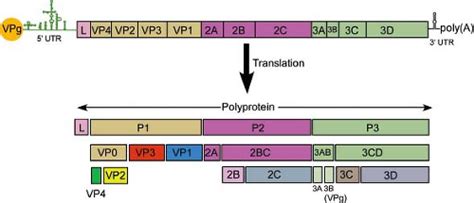 Picornaviridae: The Viruses and their Replication | Basicmedical Key