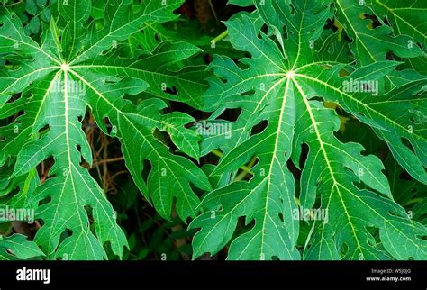 Tropical Fruit Plant, Exotic Fresh Green Papaya, Papaw or Pawpaw Leaves ...