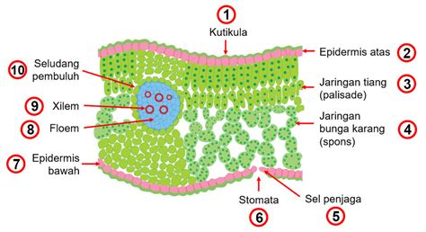Gambar Penampang Melintang Daun Dikotil Beserta Bagian Dan Fungsinya ...
