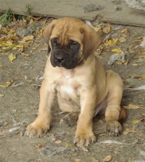 English Mastiff Puppies Training | PETSIDI