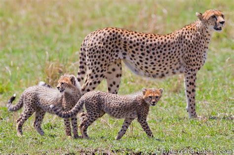 Cheetah Family - Burrard-Lucas Photography