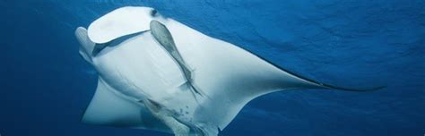 Manta Ray Habitat - Manta Ray Facts and Information