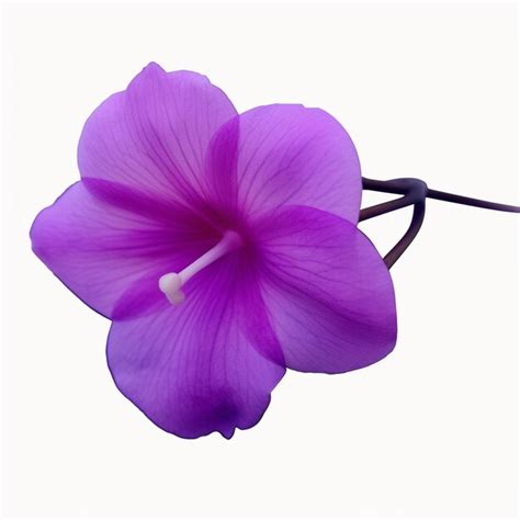 Premium AI Image | Purple viola Flower isolated on white