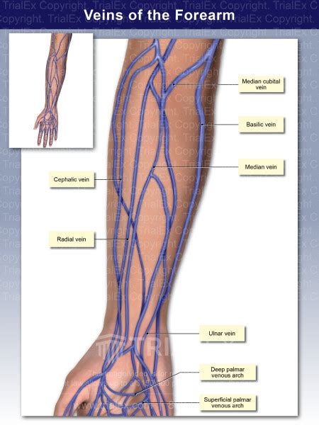 Veins of the Forearm - Trial Exhibits Inc.