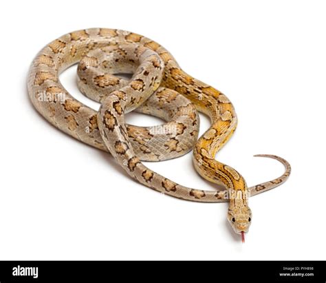 Amber corn snake hi-res stock photography and images - Alamy