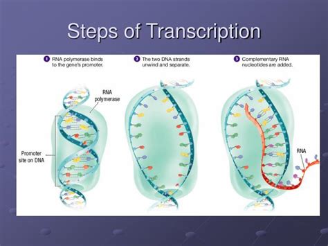 PPT - Chapter 10: DNA and RNA PowerPoint Presentation - ID:3580802