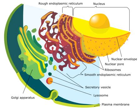 Nuclear Envelope | Structure, Function & Diseases - Lesson | Study.com