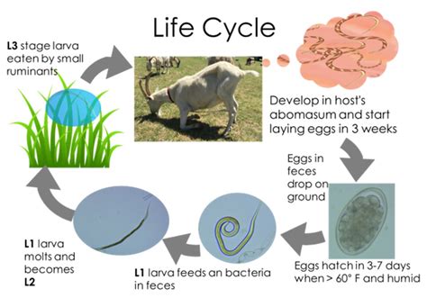 Goat Parasite Chart Sale | www.thethaibar.or.th