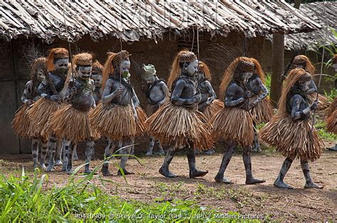 Minden Pictures - Mbuti Pygmy boys in traditional blue body paint and ...