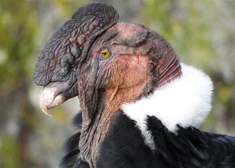 Andean Condor | The Peregrine Fund