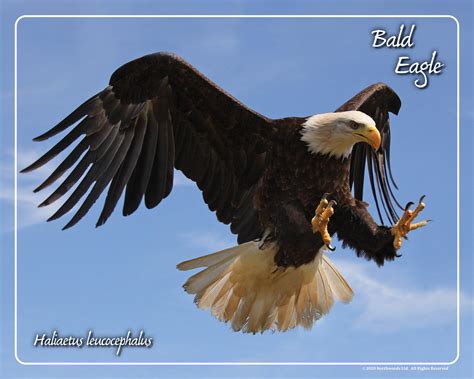 Bald Eagle Flying Framed Print - Northwood Falconry