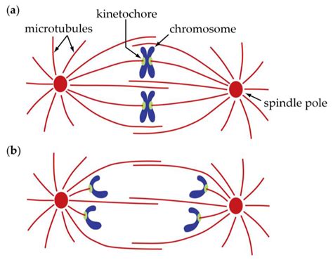 Spindle fibers in mitosis - demoryte