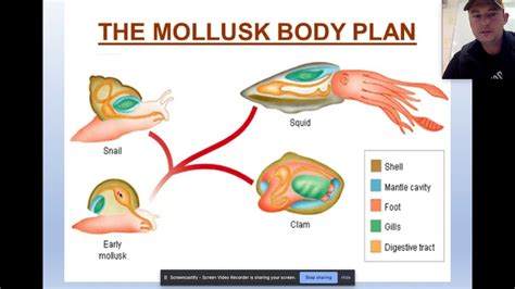 Mollusca: Characteristics and Anatomy - YouTube