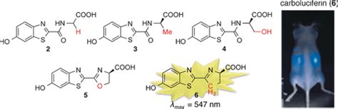 Synthesis of Firefly Luciferin Analogues and Evaluation of the ...