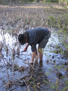 The Foraging Family: Cattail Rhizome