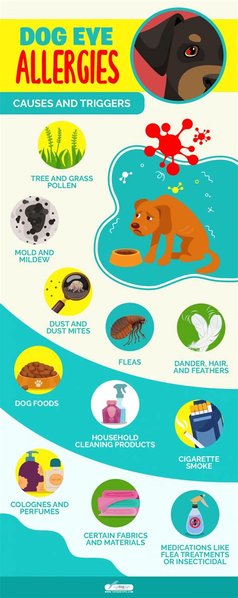 Dog Eye Allergies: Symptoms, Causes and Treatments, Home Remedies