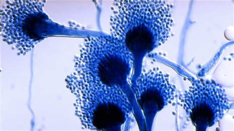 Five Facts About Aspergillus