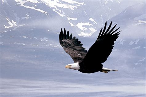 Bald eagle flying over Poster | Sold at Abposters.com