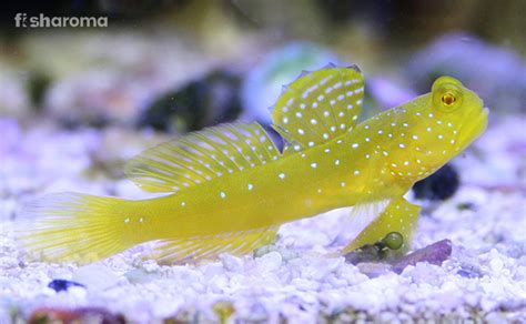 Yellow Watchman Goby Care, Diet, Behaviour, and Maintenance