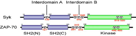 Schematic structure of Syk/ ZAP-70 family protein tyrosine kinases. The ...