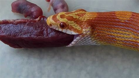 Corn Snake eating beef heart and mice pinkies - YouTube