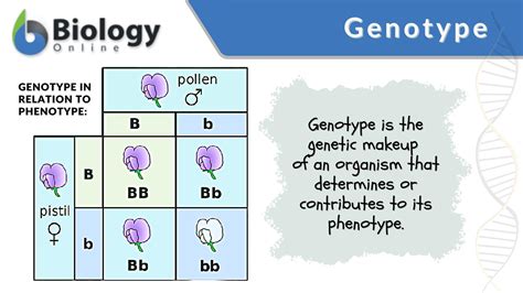 The Genetic Makeup Of An Organism Constitutes Its | Makeupview.co