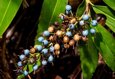 Free Images : tree, nature, fruit, leaf, flower, wild, food, produce ...