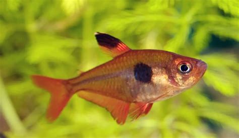 21 Types of Tetra Fish (With Pictures) | Aqua Movement