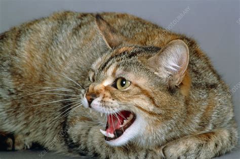 Cat hissing - Stock Image - Z934/0281 - Science Photo Library