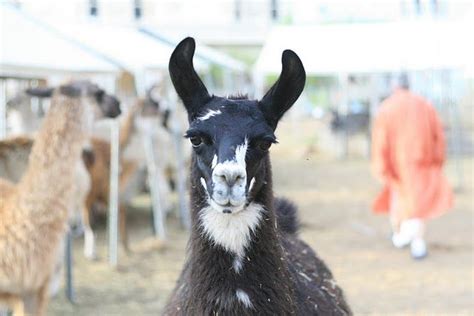 Llama Farm! Tour for an hour ($2/person, minimum of $20). Scheduling ...