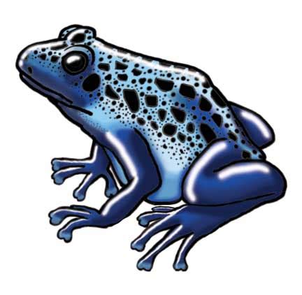 Frog (Blue Poison Dart)