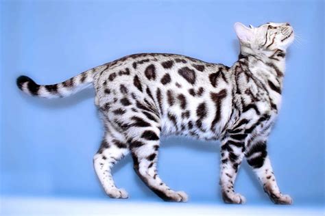 How Much Does a Bengal Cat Cost? - Pet Spruce