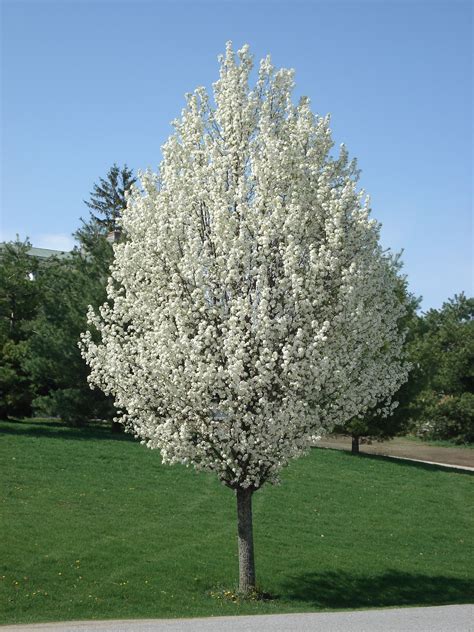 Ornamental Pear | Ornamental pear tree, Flowering pear tree, Ornamental ...