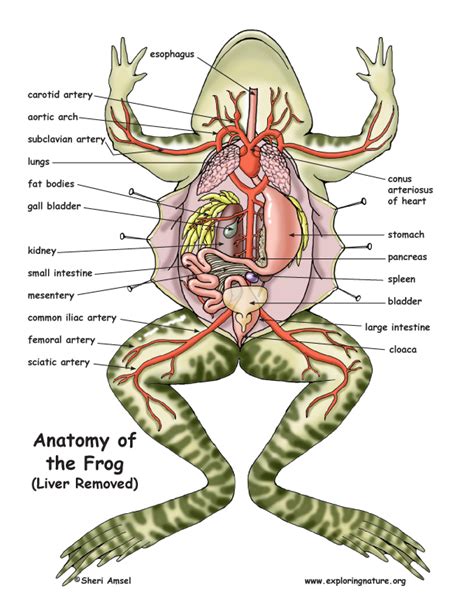 Frog Anatomy (Under the Liver)