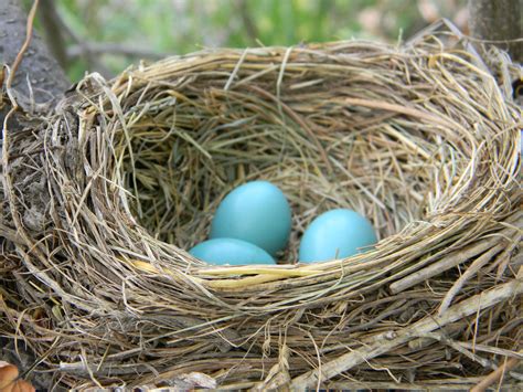 File:American Robin Nest with Eggs.jpg - Wikimedia Commons