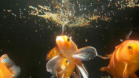 Aquarium Fish Feeding | Tips to maintain your pets