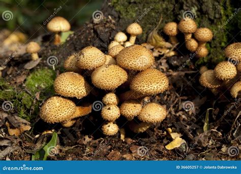 Armillaria mellea stock image. Image of macro, fungus - 36605257