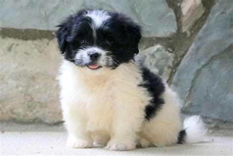 Bichon Pekingese Mix Puppies - Puppy And Pets