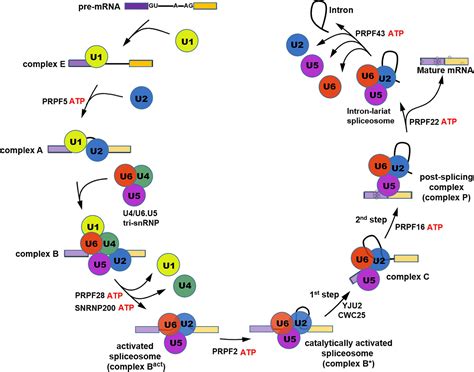 Frontiers | Pre-mRNA Processing Factors and Retinitis Pigmentosa: RNA ...