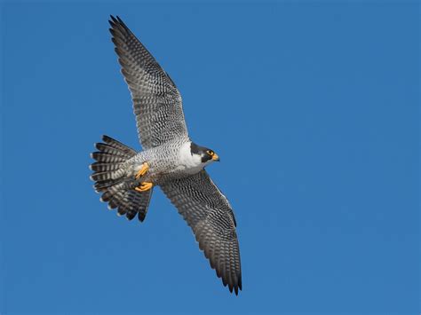 How Big Are Peregrine Falcons? (Wingspan + Size) | Birdfact