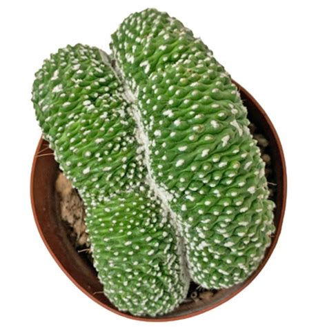 Brain Cactus (Cristata)