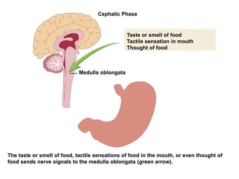 Digestive system (Digestive juice)/Function/Composition | PPT