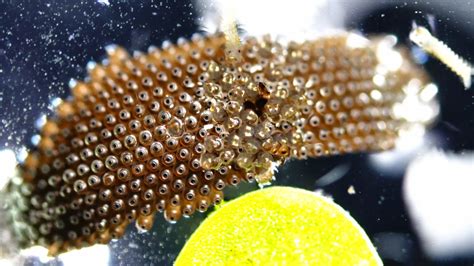 Culex mosquito larvae hatching from an egg raft | Nikon’s Small World