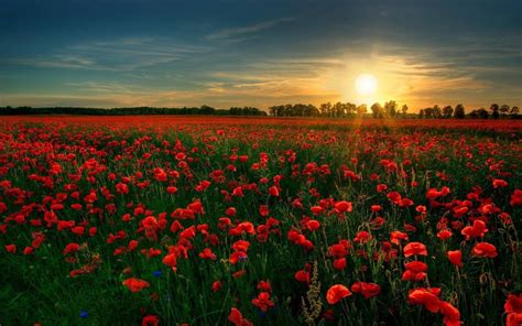 24+ Anime Flower Field Wallpaper - Anime Top Wallpaper