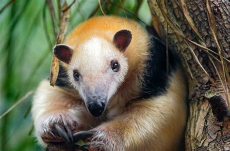 Tamandua Facts! | Wild Animals! Amino