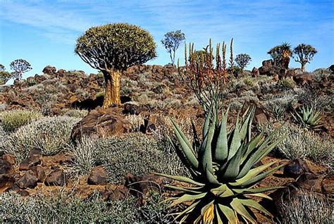 Namibian Plant Life | South african flowers, Desert plants, Plants