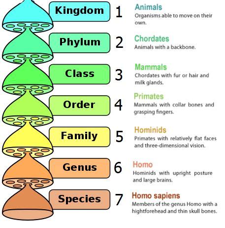 classification of animals kingdom phylum - Google Search | Science ...