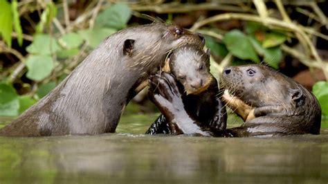 BBC Two - Natural World, 2012-2013, Giant Otters of the Amazon